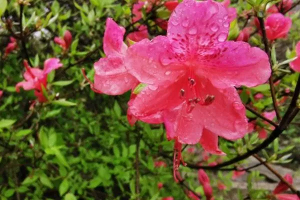麻城龜峰山賞杜鵑花最佳線(xiàn)路