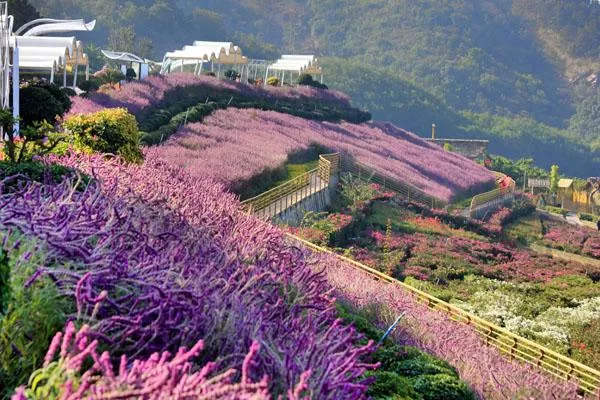 新津花舞人間<a href='http://www.vexzd.com/' target=_blank>旅游攻略</a> 附門(mén)票價(jià)格及交通指南
